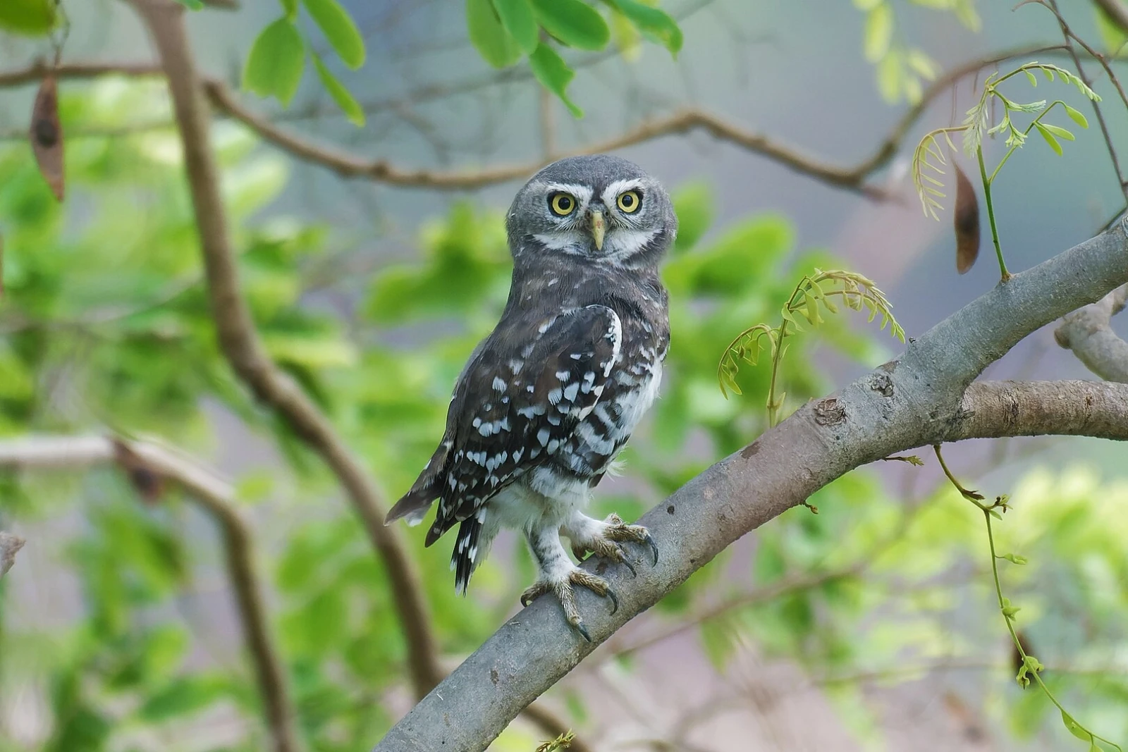 Forest background